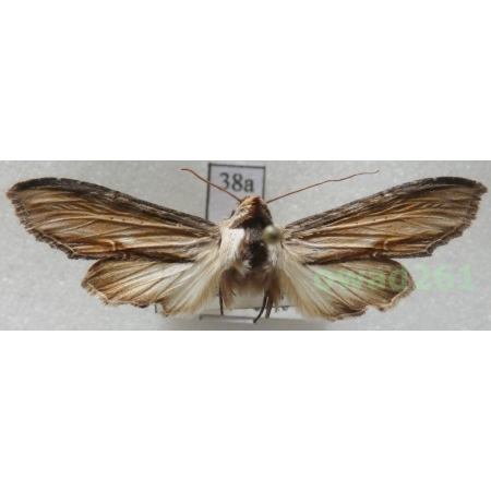 Cucullia lychnitis (Rambur, 1833) male Czech38a